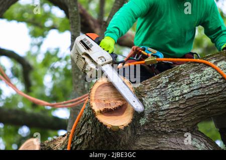 Gros plan d'un professionnel de l'enlèvement d'arbre assis dans un arbre à l'aide d'une tronçonneuse pour couper les branches. Banque D'Images