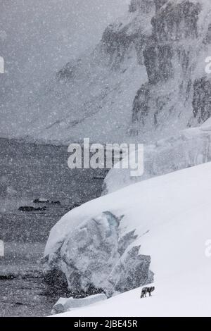 Renard arctique profitant de la neige dans la réserve naturelle de Hornstrandir, Islande. Banque D'Images