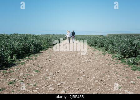 Un couple actif à la retraite marchant dans un champ le long de la côte jurassique Banque D'Images