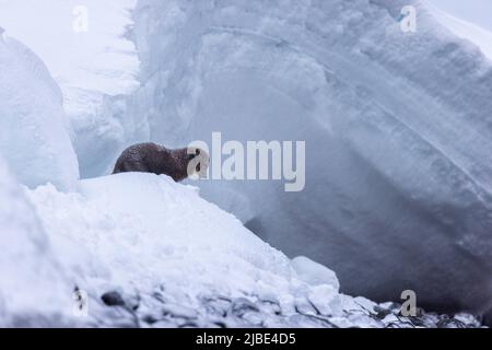 Renard arctique profitant de la neige dans la réserve naturelle de Hornstrandir, Islande. Banque D'Images