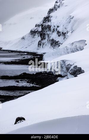 Renard arctique profitant de la neige dans la réserve naturelle de Hornstrandir, Islande. Banque D'Images