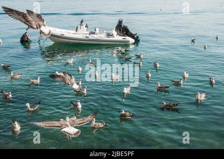 Bateau à moteur amarré et de nombreux mouettes volantes autour Banque D'Images