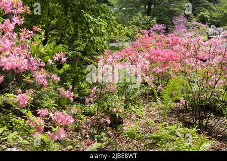 Azalées dans un jardin. Banque D'Images