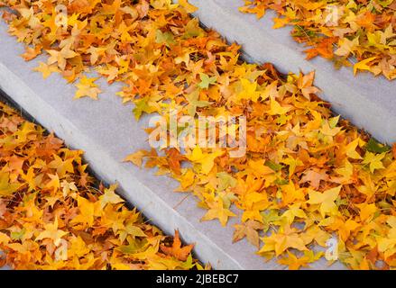 Feuilles d'érable d'automne tombées Banque D'Images