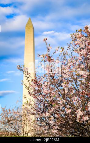 Le Washington Monument à Washington D.C., derrière des branches de cerisiers en fleurs, un après-midi de printemps Banque D'Images