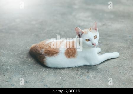 Chats Siam chat sur le plancher de ciment. Chats assis sur le plancher de ciment, chat blanc un sur le plancher de ciment, peau de chat thaïlandais. Banque D'Images