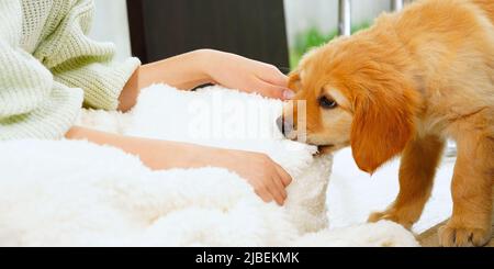 Un enfant avec un chiot mignon. Fille avec un chiot hovawart doré à la maison. Mignon petit chiot de garde Banque D'Images