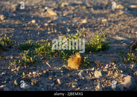 Un jeune ptarmigan ou tétras de saule se tenant parmi les roches de la toundra arctique du Canada. Près d'Arviat, Nunavut Banque D'Images
