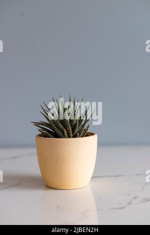 Haworthia zébra cactus dans un pot en céramique Banque D'Images