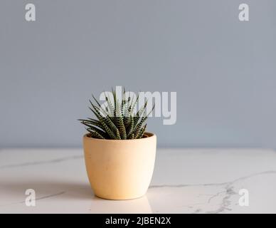 Haworthia plante succulente dans un pot avec l'espace de copie Banque D'Images