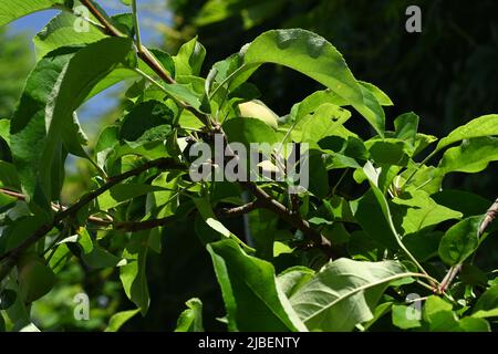 Feuilles d'un arbre aux pommes Golden Delicious. Banque D'Images