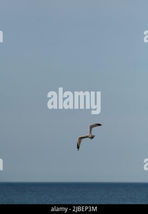 Un oiseau d'eau de volaille isolé gris et blanc de mouette de mer ou un mouette commune qui s'envolent dans l'air au-dessus des eaux du lac Ontario dans la verticale du Canada Banque D'Images