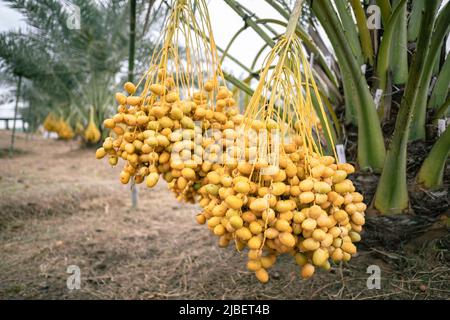 Branches de palmiers dattiers sur le palmier dans la plantation en Thaïlande. Banque D'Images