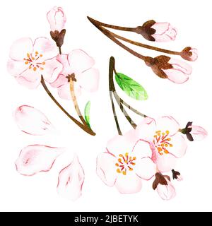 Ensemble Sakura. Une branche de cerisier en fleurs. Illustration aquarelle. Isolé sur un fond blanc. Pour vos livres de cuisine, recettes, tabliers. Banque D'Images