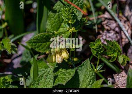 Symphytum tuberosum fleur dans le pré, macro Banque D'Images