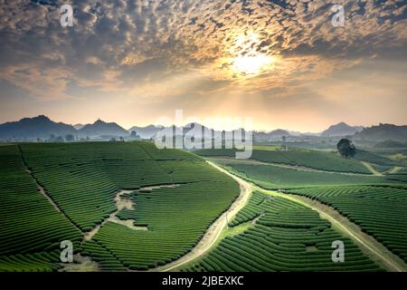 Coucher de soleil sur la colline du thé MOC Chau, province de son la, Vietnam Banque D'Images