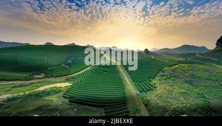 Coucher de soleil sur la colline du thé MOC Chau, province de son la, Vietnam Banque D'Images