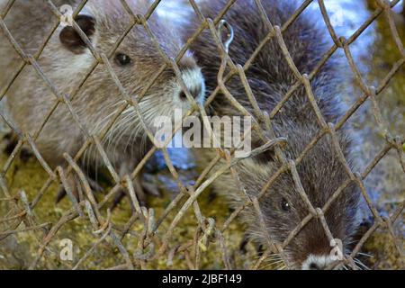 Castor dans la ville de Varna Zoo,Bulgarie.le castor eurasien (fibre de Castor) ou castor européen est une espèce de castor qui était autrefois répandue en Eurasie, Banque D'Images