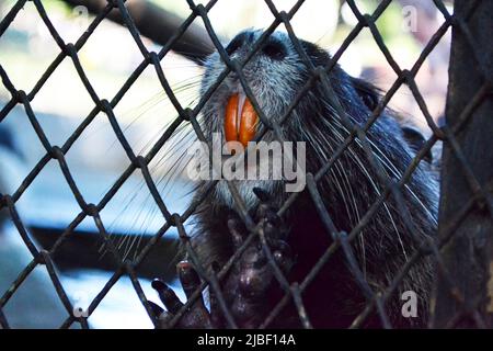 Castor dans la ville de Varna Zoo,Bulgarie.le castor eurasien (fibre de Castor) ou castor européen est une espèce de castor qui était autrefois répandue en Eurasie, Banque D'Images