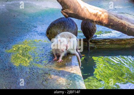 Castor dans la ville de Varna Zoo,Bulgarie.le castor eurasien (fibre de Castor) ou castor européen est une espèce de castor qui était autrefois répandue en Eurasie, Banque D'Images