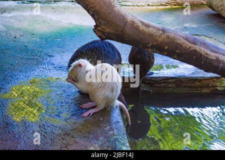 Castor dans la ville de Varna Zoo,Bulgarie.le castor eurasien (fibre de Castor) ou castor européen est une espèce de castor qui était autrefois répandue en Eurasie, Banque D'Images