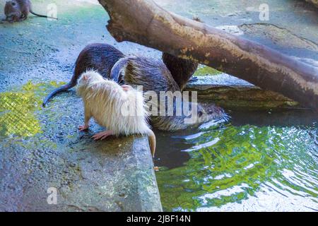 Castor dans la ville de Varna Zoo,Bulgarie.le castor eurasien (fibre de Castor) ou castor européen est une espèce de castor qui était autrefois répandue en Eurasie, Banque D'Images