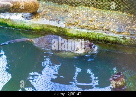 Castor dans la ville de Varna Zoo,Bulgarie.le castor eurasien (fibre de Castor) ou castor européen est une espèce de castor qui était autrefois répandue en Eurasie, Banque D'Images