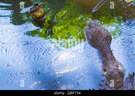 Castor dans la ville de Varna Zoo,Bulgarie.le castor eurasien (fibre de Castor) ou castor européen est une espèce de castor qui était autrefois répandue en Eurasie, Banque D'Images