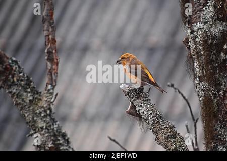 Le croquet croisé de la perroquet (Loxia pytyopsittacus) est perché sur un arbre. Banque D'Images