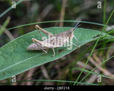 Femelle adulte brune de Pyrgomorphella serbica rare et endémique au mont Tara, dans l'ouest de la Serbie Banque D'Images