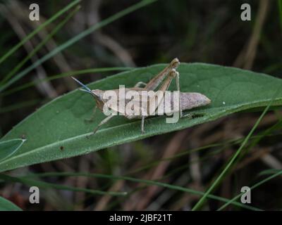 Femelle adulte brune de Pyrgomorphella serbica rare et endémique au mont Tara, dans l'ouest de la Serbie Banque D'Images