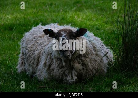 Moutons couchés dans un champ mangeant de l'herbe Banque D'Images
