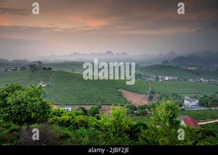 Coucher de soleil sur la colline du thé MOC Chau, province de son la, Vietnam Banque D'Images