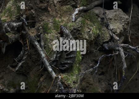 Feuille de chêne d'automne sèche sur l'écorce humide d'un arrière-plan d'arbre avec de la mousse verte et du feuillage après la pluie Banque D'Images