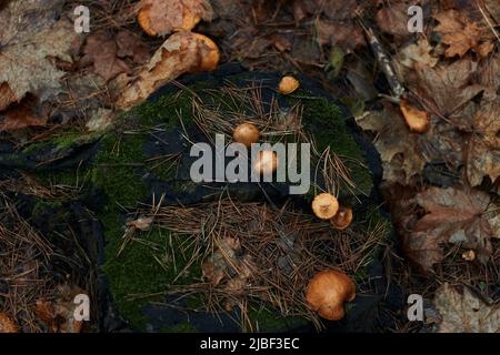 Trois beaux petits champignons comestibles poussent dans la forêt d'automne sur une vieille souche d'arbre sec Banque D'Images