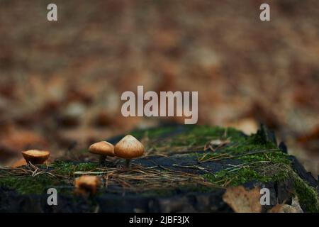 Trois beaux petits champignons comestibles poussent dans la forêt d'automne sur une vieille souche d'arbre sec Banque D'Images