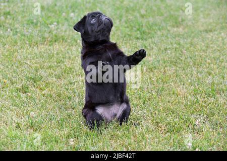 Le chiot chinois mignon est debout sur ses pattes arrière sur l'herbe verte. Chien de taureau hollandais ou mini-mastiff. Animaux de compagnie. Chien de race. Banque D'Images