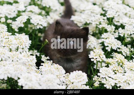 Bébé chaton avec des yeux bleus merveilleux jouant avec des fleurs en été Banque D'Images