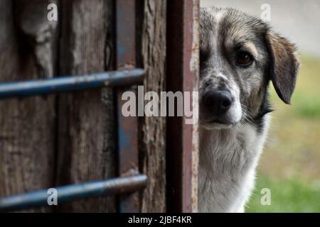 Demi-visage de chien curieux jetant un coup d'œil derrière une porte en bois avec une expression prudente Banque D'Images