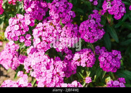 Belles fleurs rose vif de la nation turque dans le jardin d'été Banque D'Images