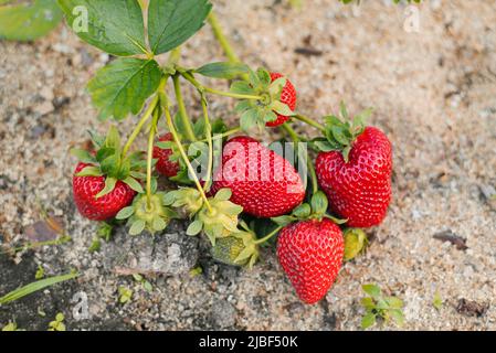 Gros plan de fraises mûres et non mûres dans le jardin. Fraises fraîches cultivées dans des serres Banque D'Images