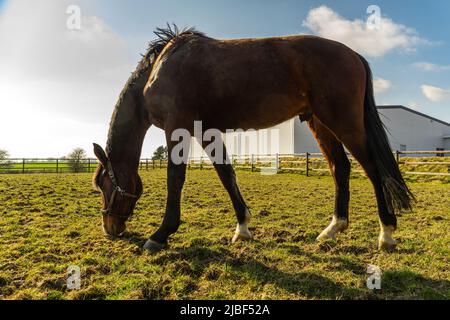 Une jument danoise à sang chaud, Dansk Varmblod dans l'écurie. C'est une race danoise de cheval de sport moderne. Assens, Danemark, Europe Banque D'Images