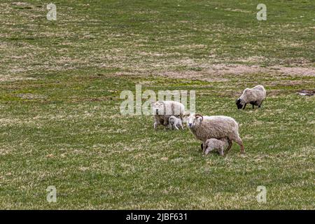 Les moutons obtiennent toujours deux agneaux et ensuite permis dans l'ouverture en Islande Banque D'Images