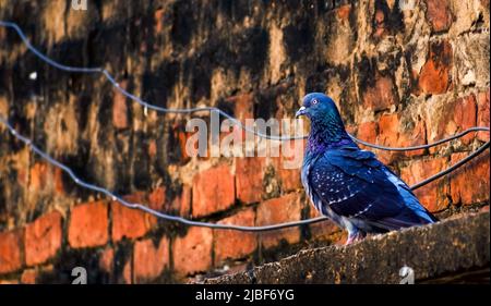 Vue latérale d'un magnifique pigeon de roche bleue installé sur un mur de briques. Mise au point sélective. Banque D'Images