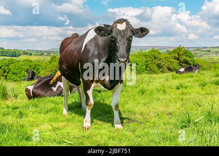 Holstein Friesian vache orientée vers l'avant dans un écrin vert luxuriant avec ciel bleu et un fond de nuages blancs et moelleux. North Yorkshire Moors, Royaume-Uni. Copier l'espace. H Banque D'Images