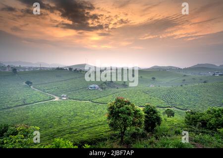 Coucher de soleil sur la colline du thé MOC Chau, province de son la, Vietnam Banque D'Images