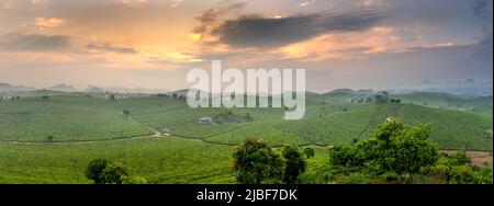 Coucher de soleil sur la colline du thé MOC Chau, province de son la, Vietnam Banque D'Images