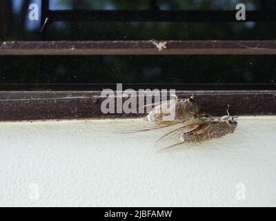 Deux Cicada sur le mur de béton gris , insectes tropicaux d'Asie, Thaïlande Banque D'Images