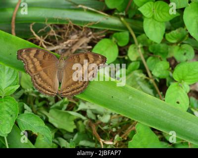 Le papillon de la Pansy au chocolat ( Junonia ifita ) sur la feuille à fond vert naturel, une bande brune sur les ailes d'un insecte tropical Banque D'Images