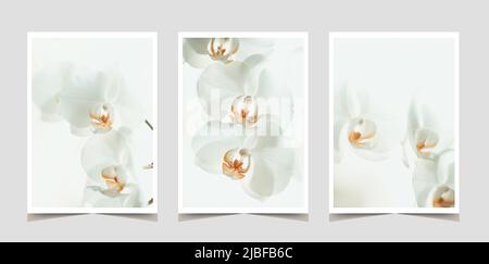 Ensemble de magnifiques fleurs d'orchidées de Phalaenopsis blanc sur fond pastel. Fleur tropicale, branche d'orchidée en gros plan. Arrière-plan Orchid. Vacances, femmes Banque D'Images